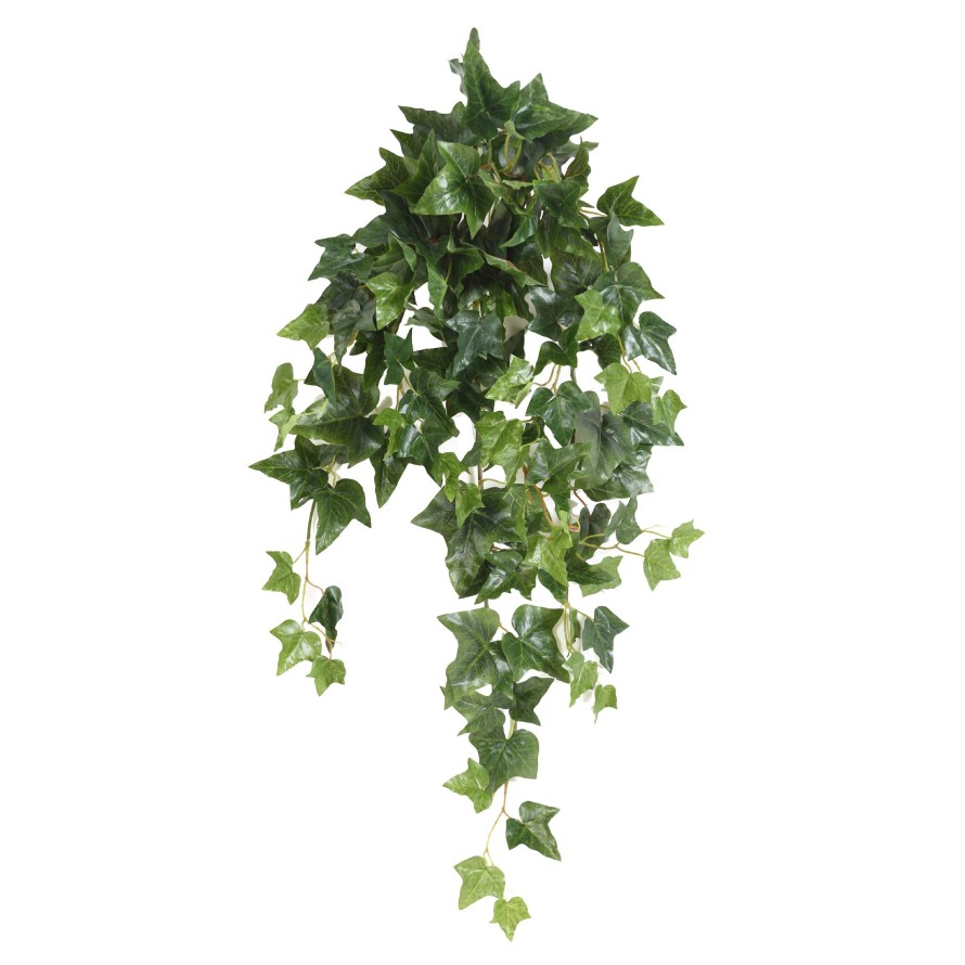 IVY (ENGLISH) HANGING BUSH