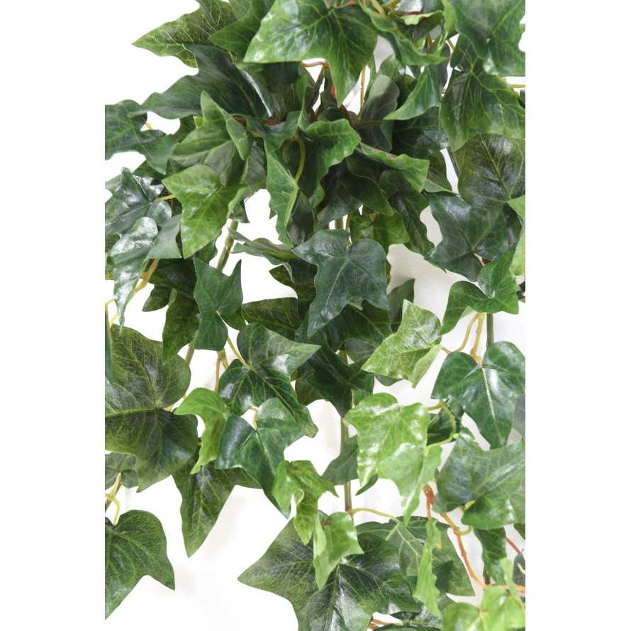 IVY (ENGLISH) HANGING BUSH