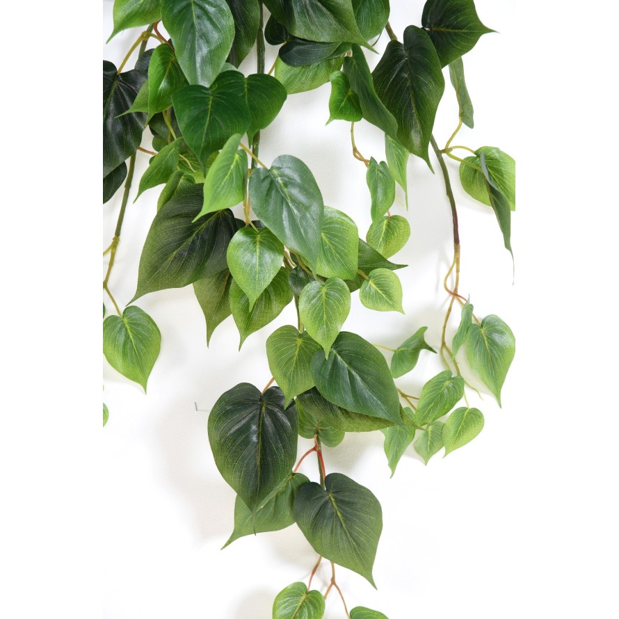 PHILODENDRON COLGANTE