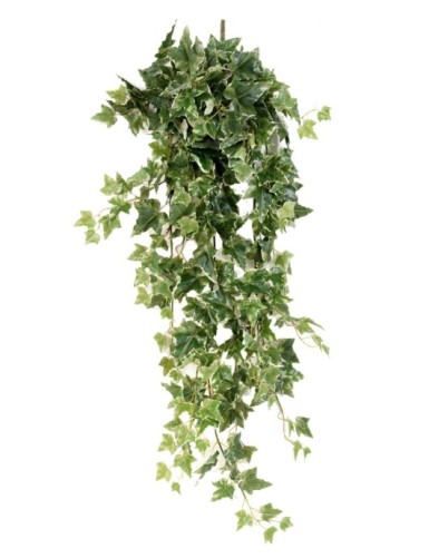 HIEDRA HOLANDESA COLGANTE