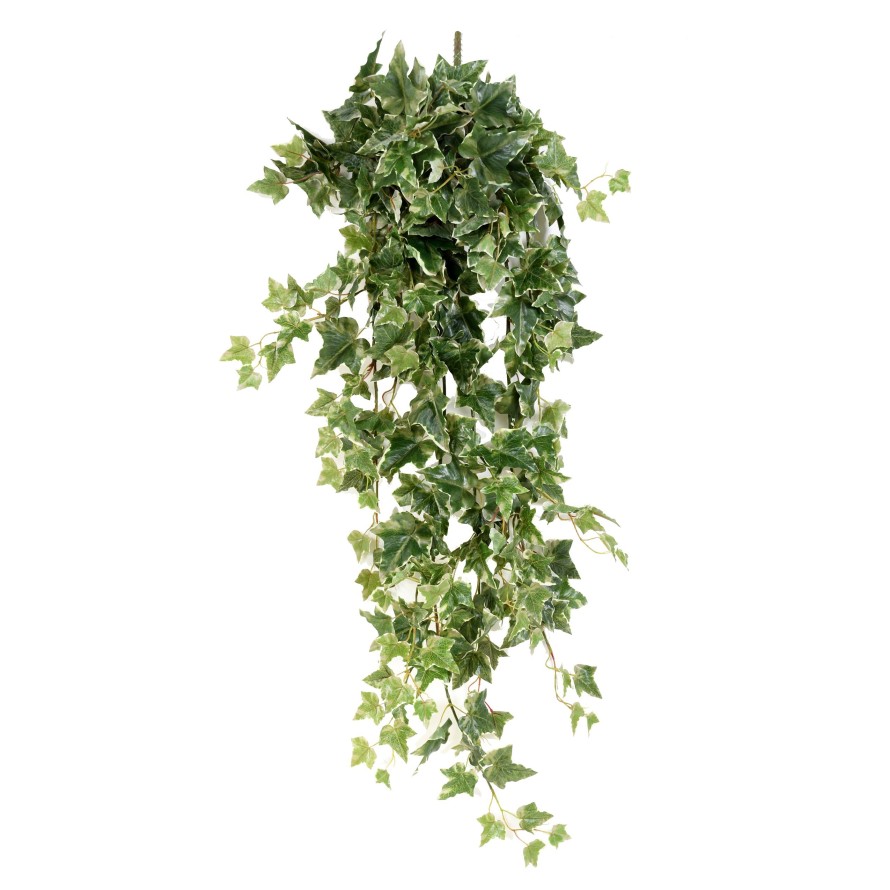 HIEDRA HOLANDESA COLGANTE