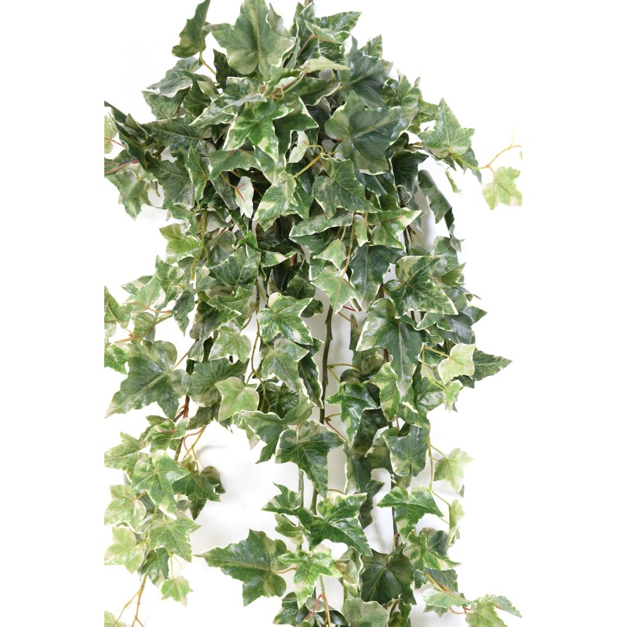 HIEDRA HOLANDESA COLGANTE