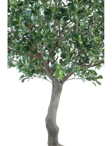 PITTOSPORUM BAUM