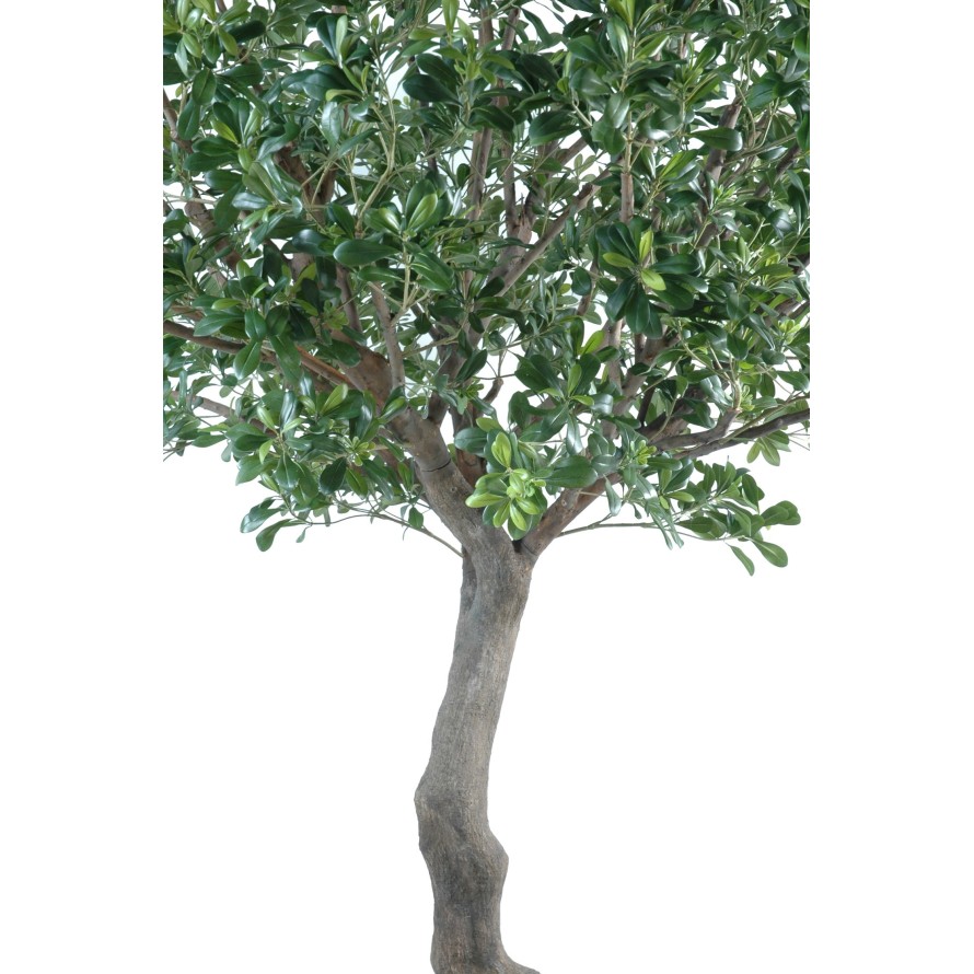 PITTOSPORUM ÁRBOL