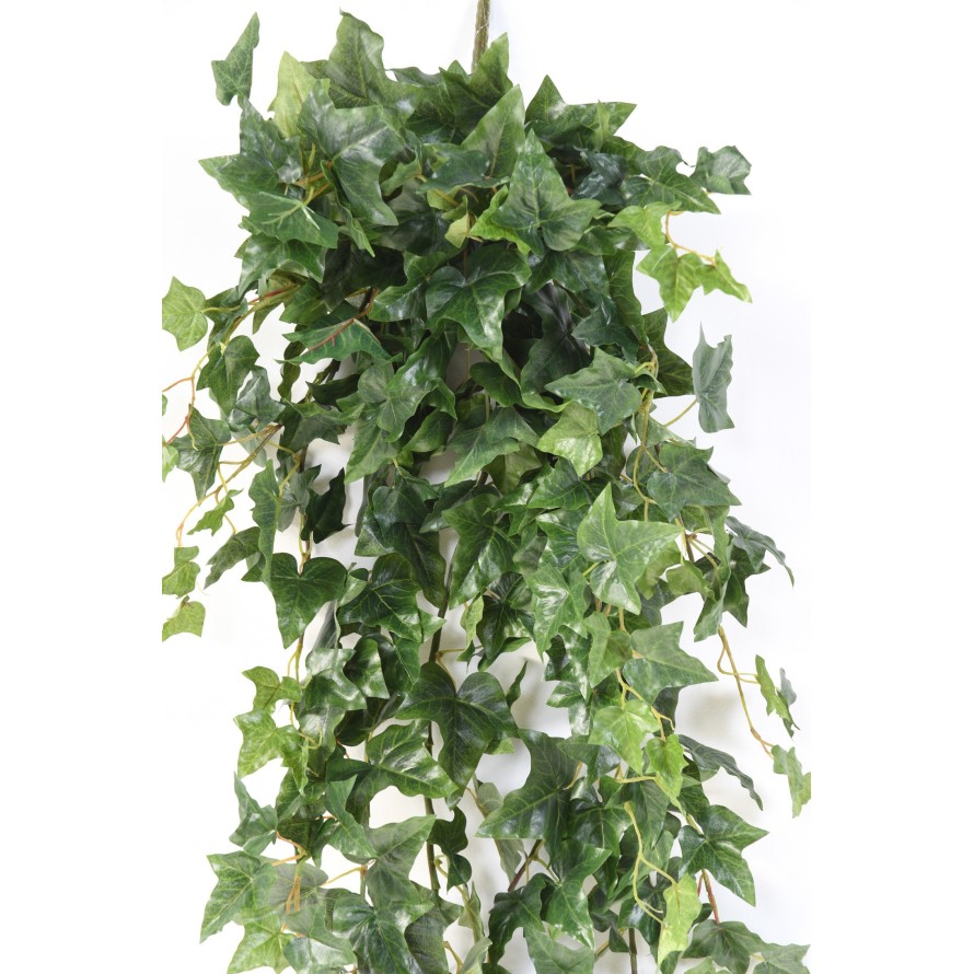 HIEDRA INGLESA COLGANTE