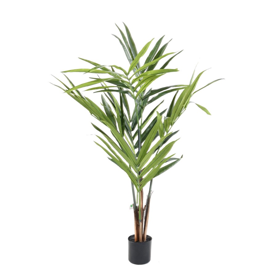 KENTIA PALMERA ECO