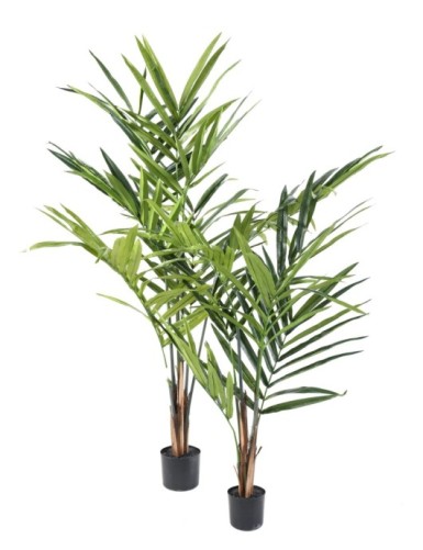 KENTIA PALME EKO