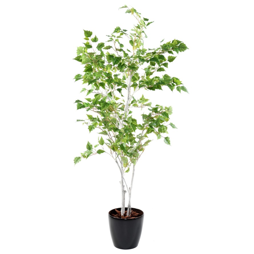 BIRCH (SILVER)