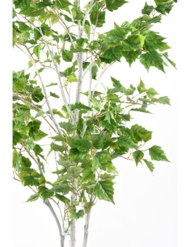 BIRCH (SILVER)