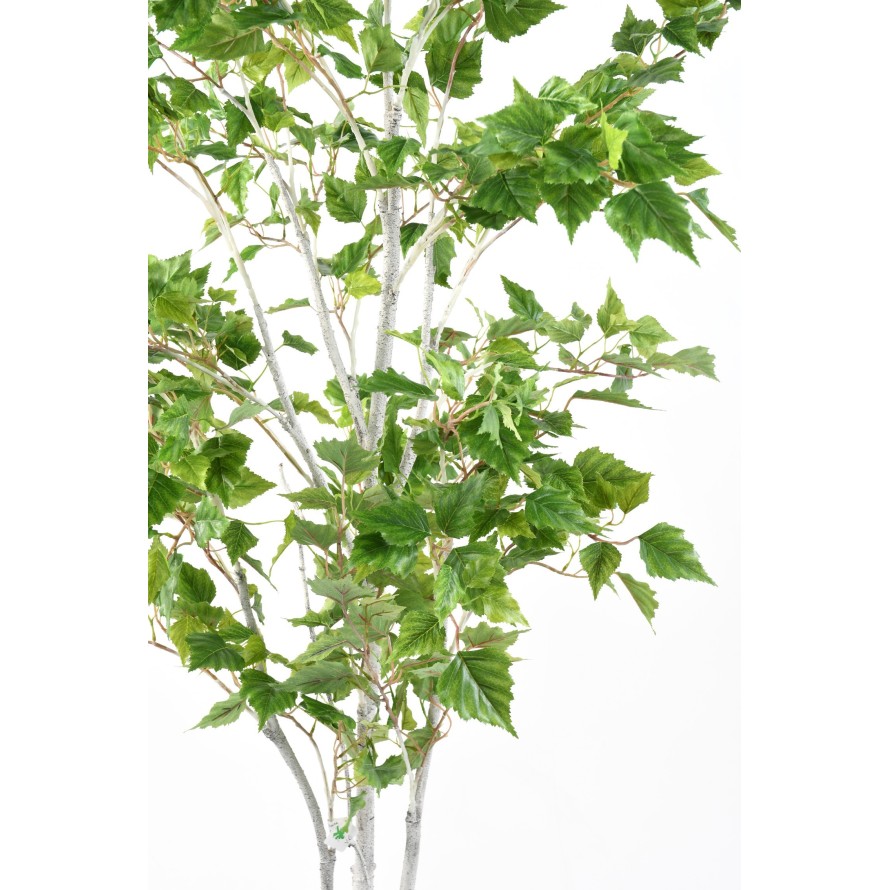 BIRCH (SILVER)