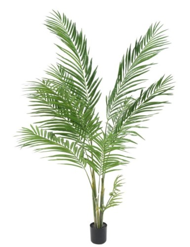 ARECA PALM