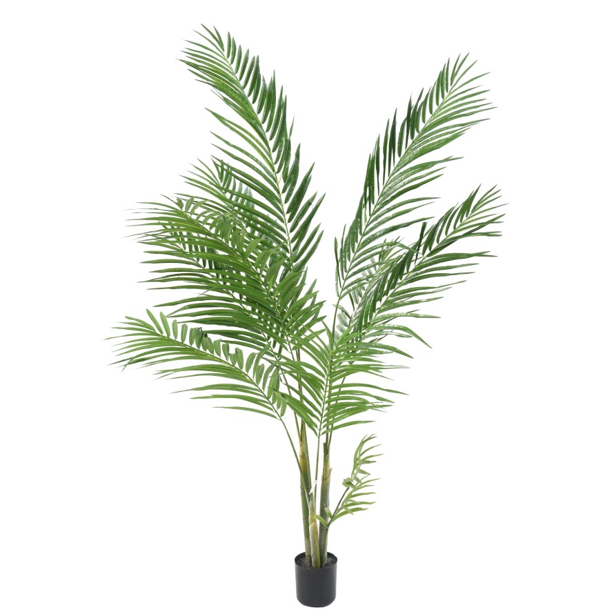 ARECA PALM