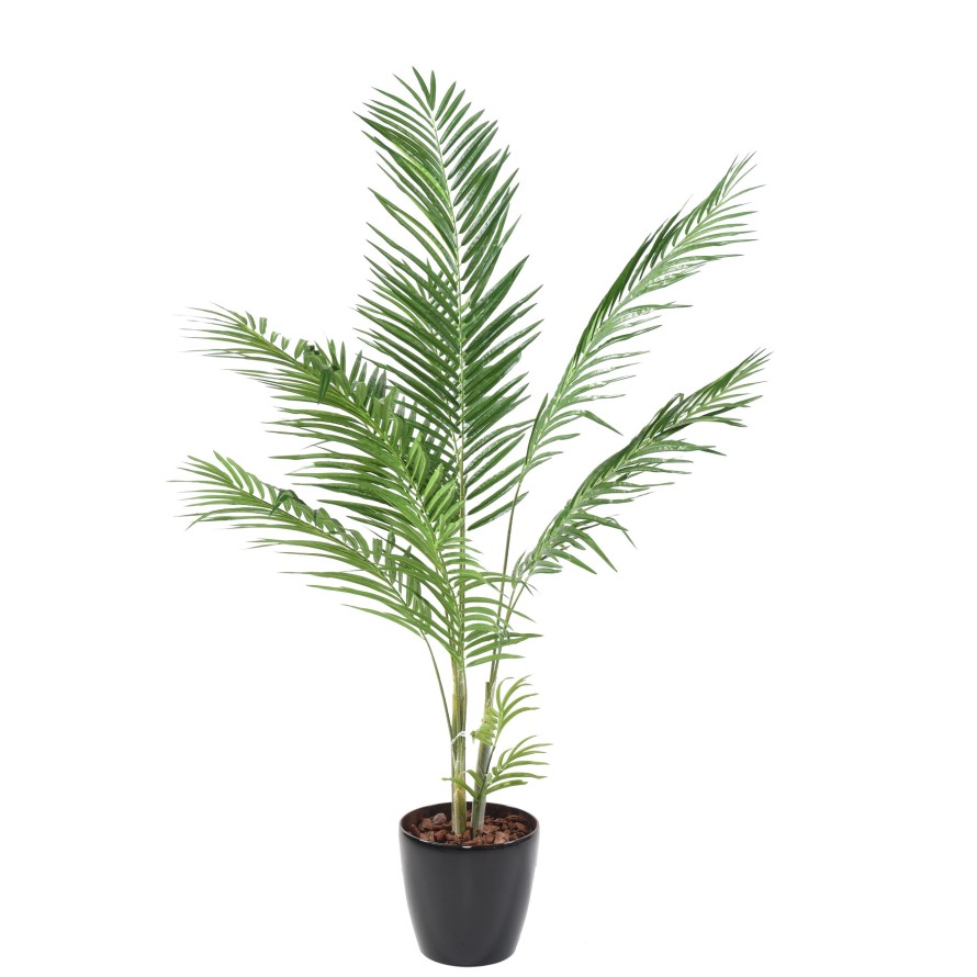 ARECA PALM