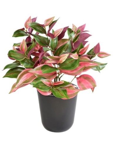 TRADESCANTIA SIN MACETA