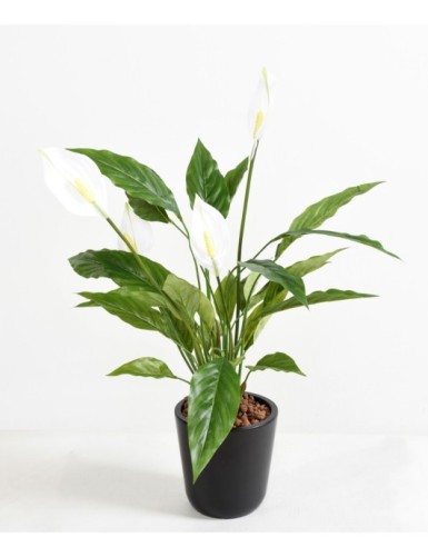 SPATHIPHYLLUM 4 BLÜTEN