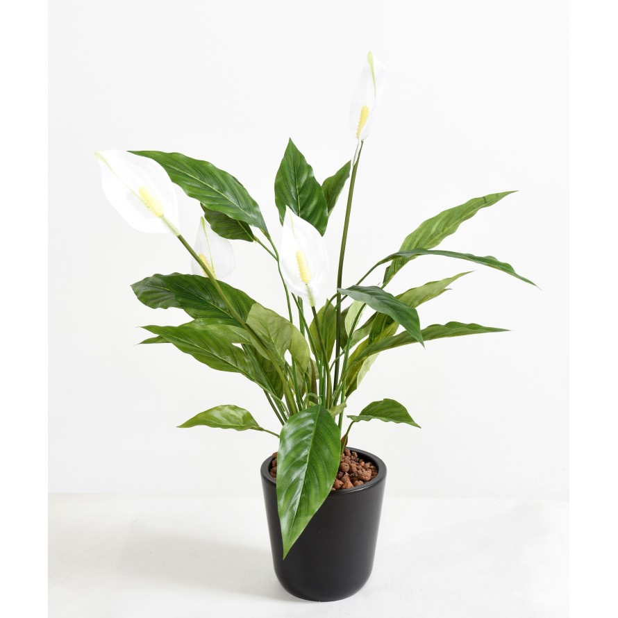 SPATHIPHYLLUM 4 BLÜTEN