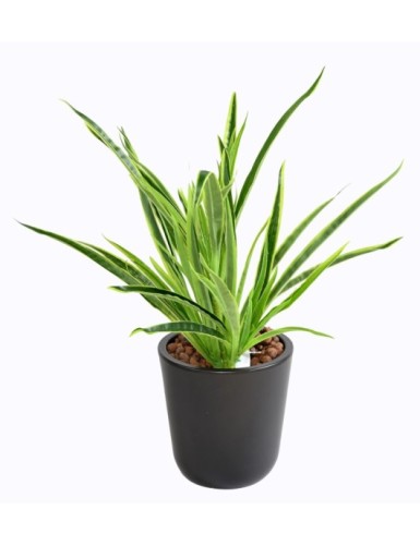 DRACAENA PLANTA