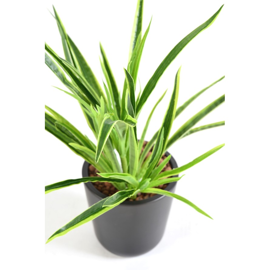 DRACAENA PLANTA