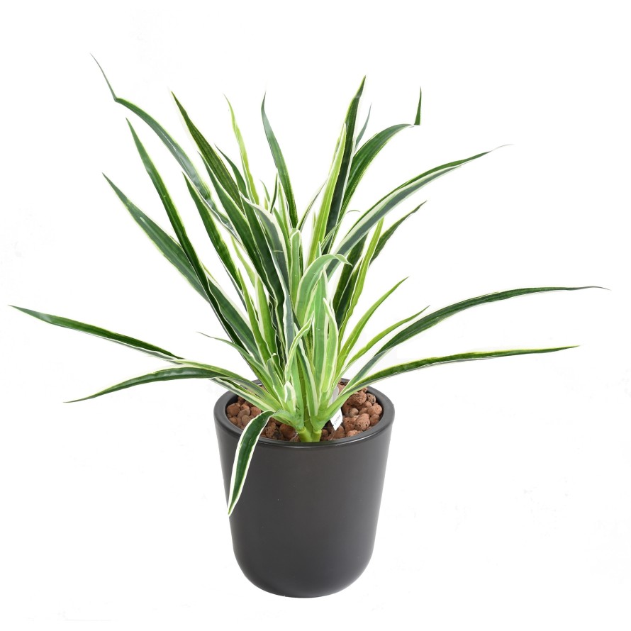 DRACAENA PLANTA