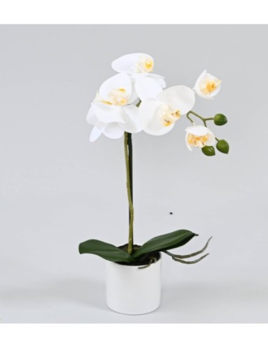 PHALAENOPSIS ORQUÍDEA EN...