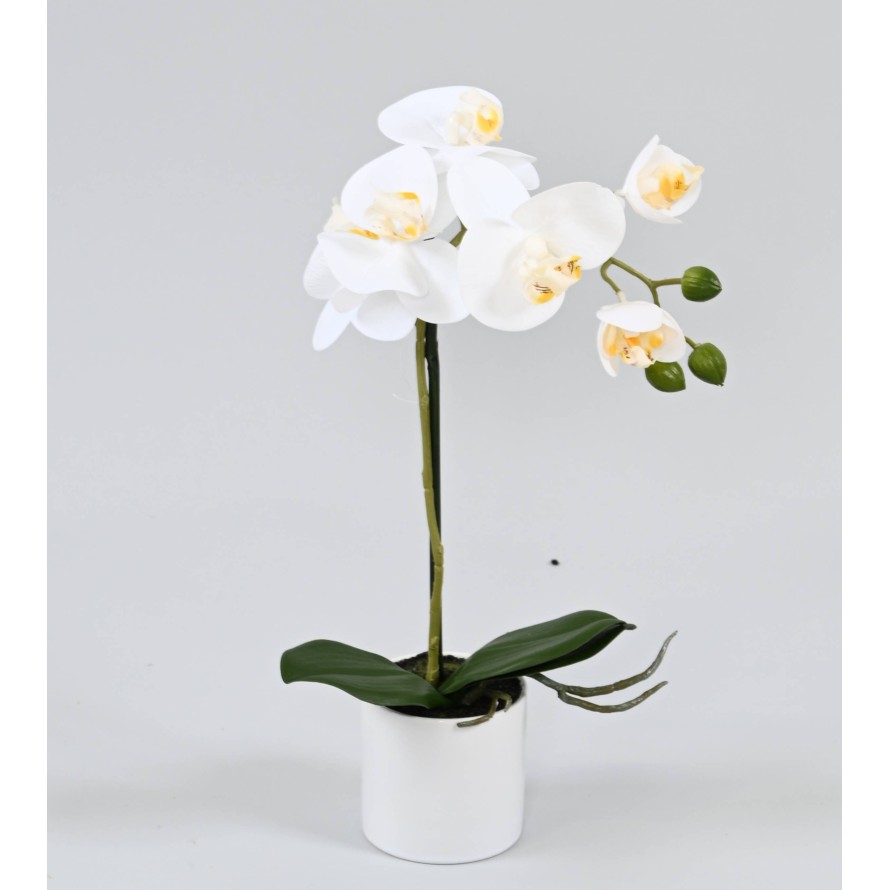 PHALAENOPSIS TOPF weiß