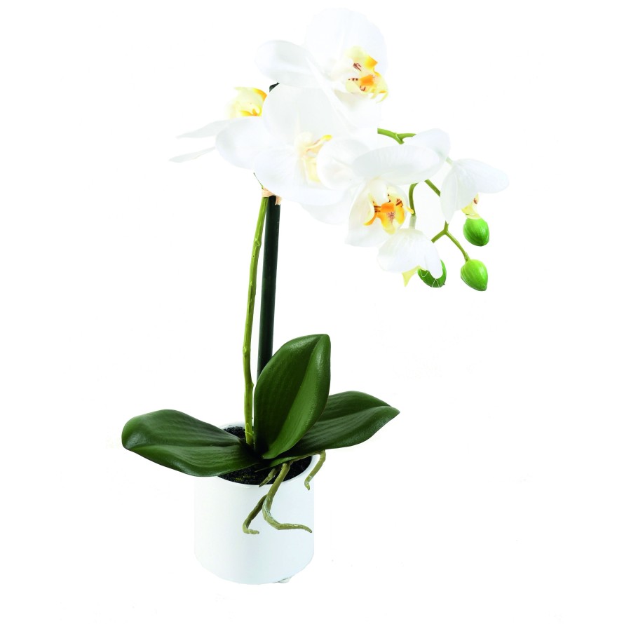 PHALAENOPSIS TOPF weiß