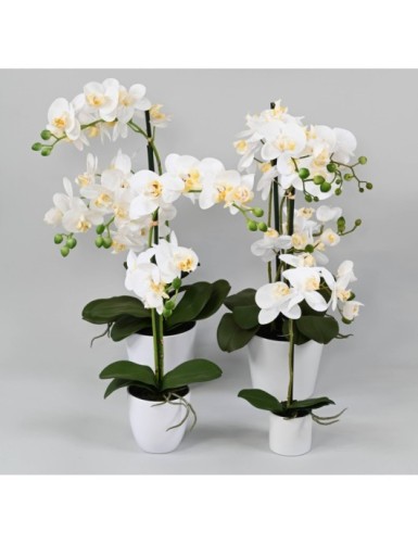 PHALAENOPSIS TOPF weiß