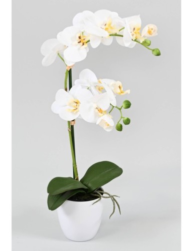 PHALAENOPSIS TOPF *2