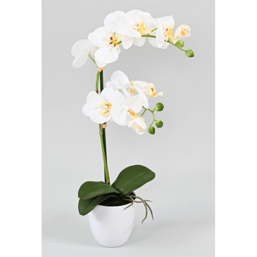 PHALAENOPSIS ORQUÍDEA EN MACETA *2