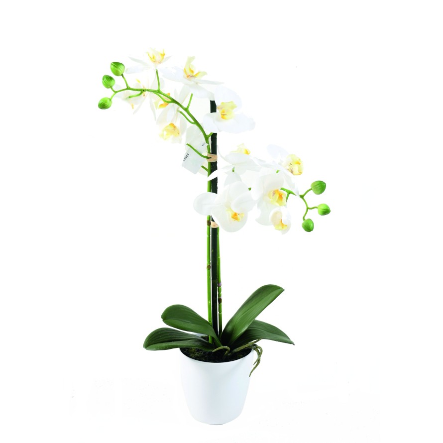 PHALAENOPSIS TOPF *2