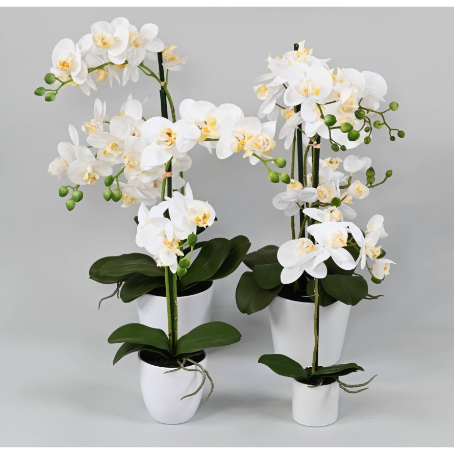 PHALAENOPSIS TOPF *2