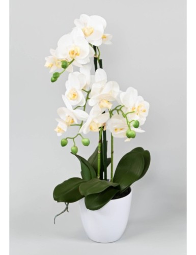 PHALAENOPSIS ORQUÍDEA EN...