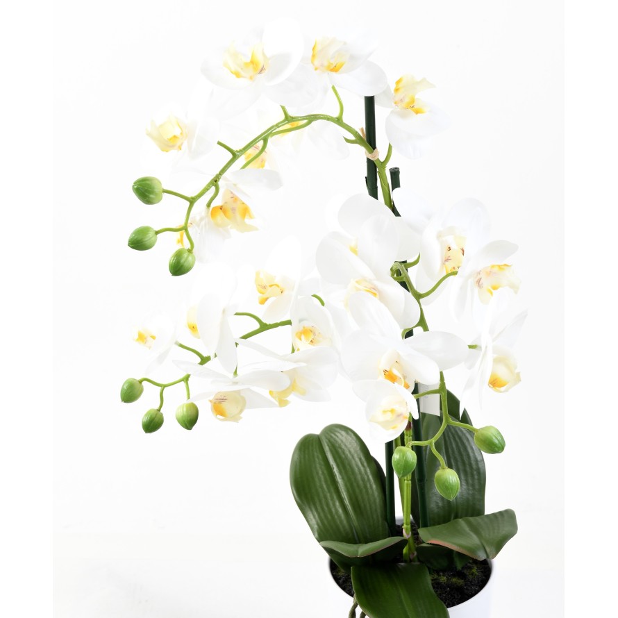 PHALAENOPSIS ORQUÍDEA EN MACETA *3