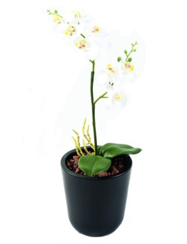 PHALAENOPSIS ORQUÍDEA DOBLE