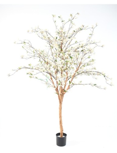 BLÜTENKIRSCHE GROSS