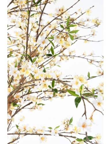 BLÜTENKIRSCHE GROSS