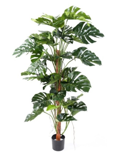 PHILODENDRON MONSTERA CON...