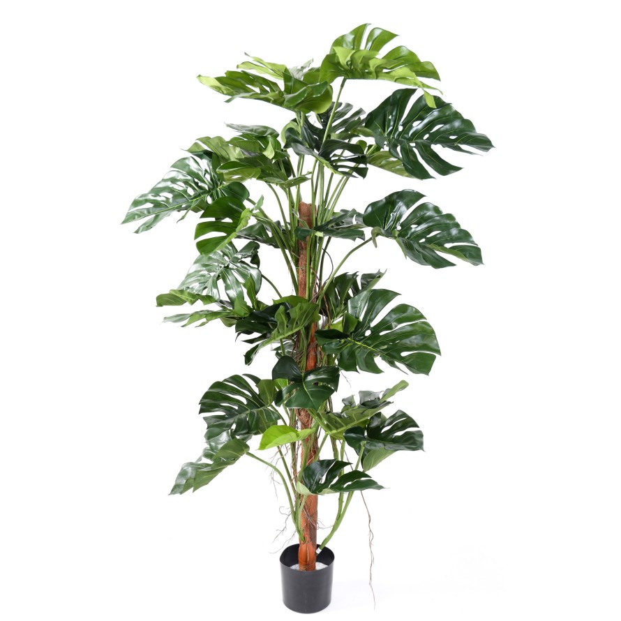 PHILODENDRON KOKOS-RANKSTAB NEW