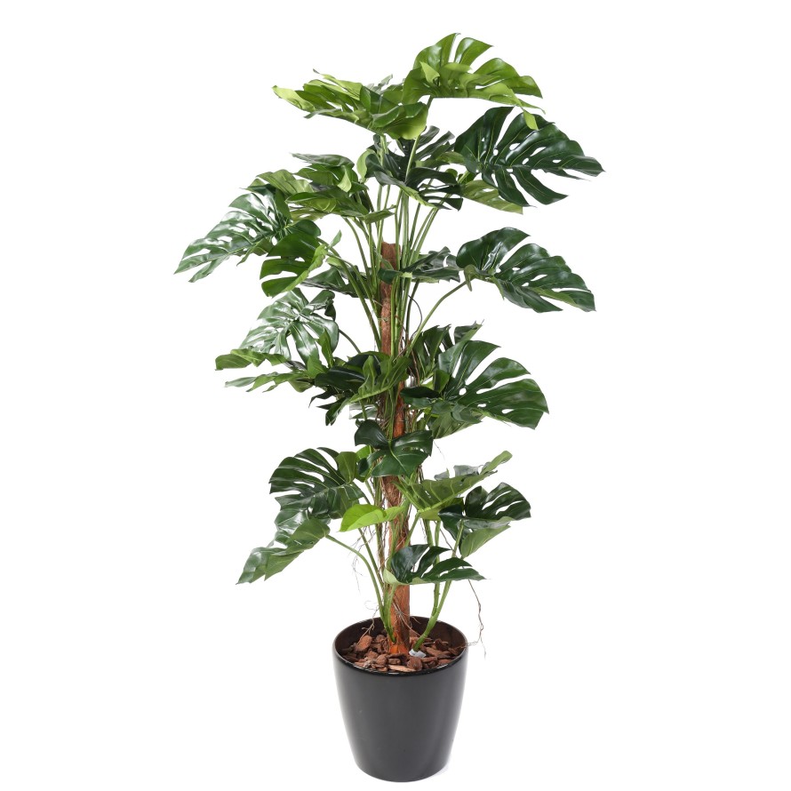 PHILODENDRON MONSTERA CON TUTOR DE COCO NEW