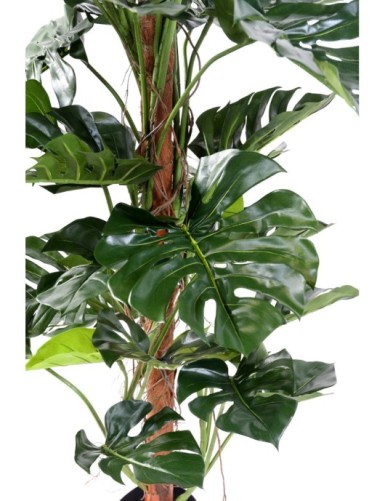 PHILODENDRON KOKOS-RANKSTAB NEW