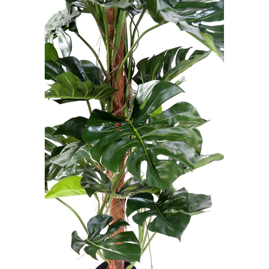 PHILODENDRON MONSTERA CON TUTOR DE COCO NEW