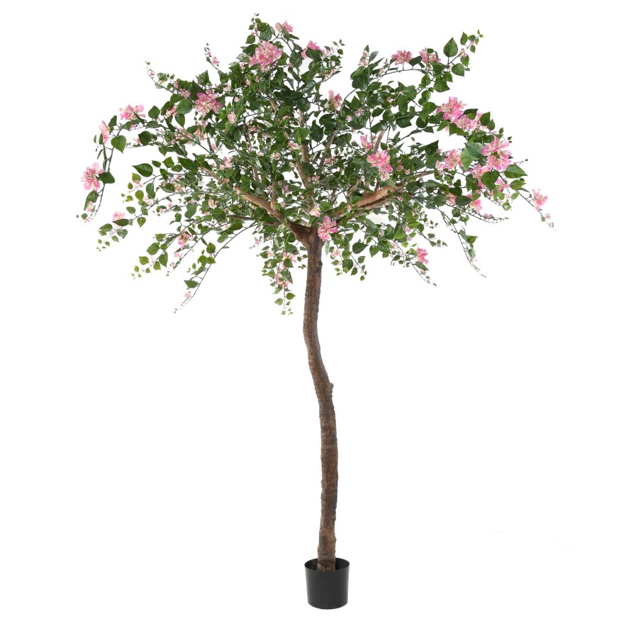 BOUGAINVILLEA (Drillingsblume) TREE