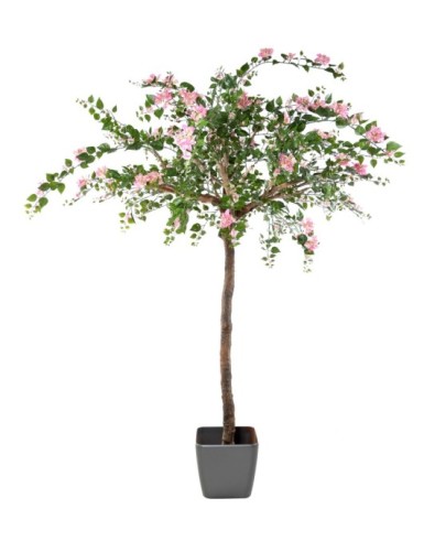 BOUGAINVILLEA (Drillingsblume) TREE