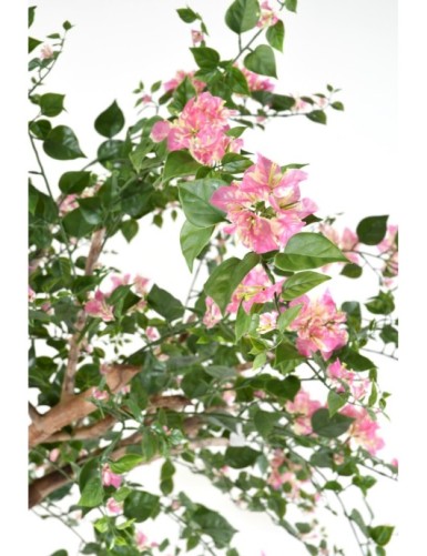 BOUGAINVILLEA (Drillingsblume) TREE