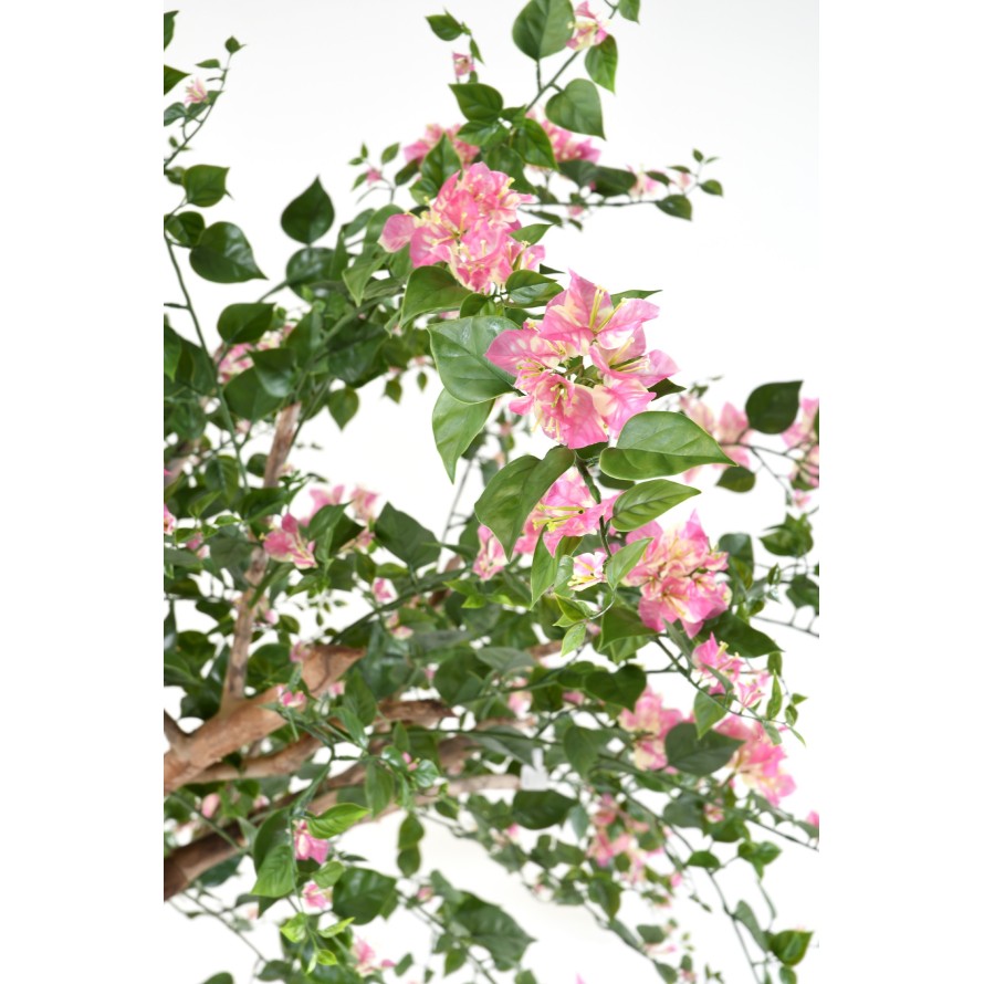 BOUGAINVILLEA (Drillingsblume) TREE