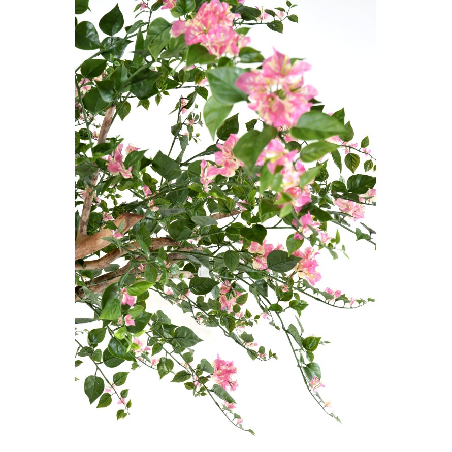 BOUGAINVILLEA (Drillingsblume) TREE