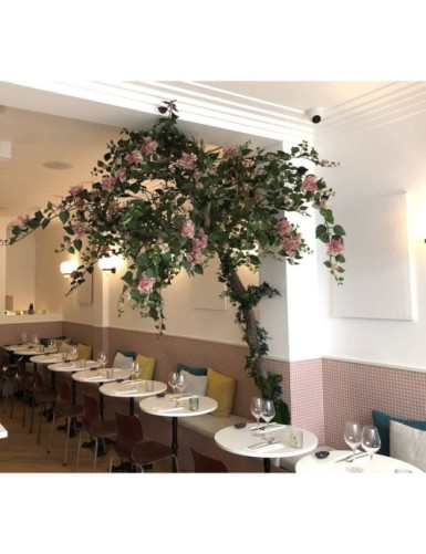 BOUGAINVILLEA (Drillingsblume) TREE