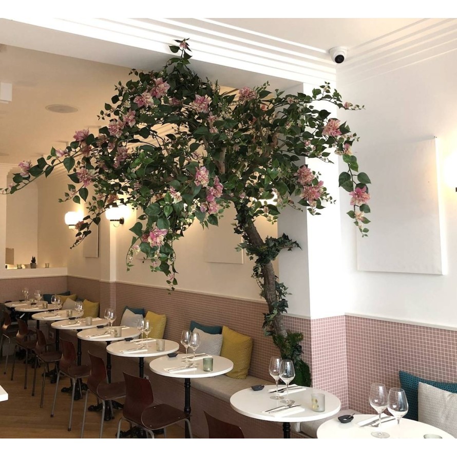 BOUGAINVILLEA (Drillingsblume) TREE