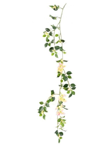 BUGANVILLA GUIRNALDA