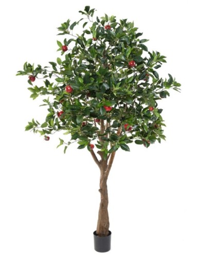 APFELBAUM